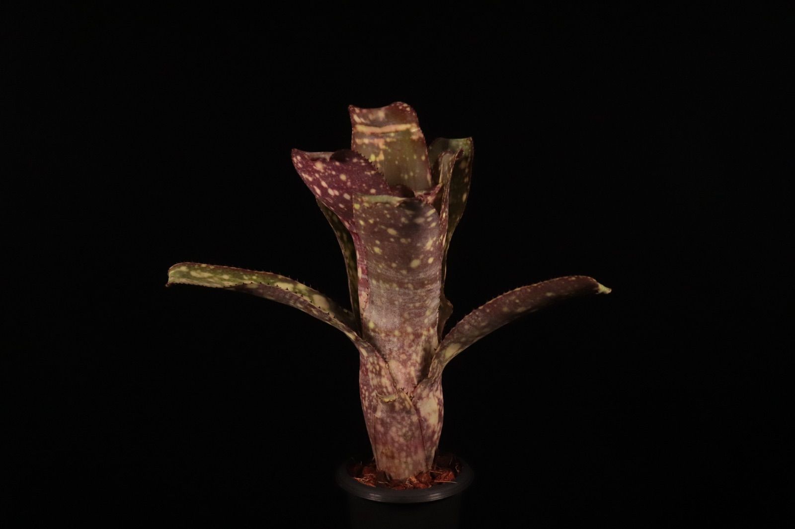 Billbergia 'Arribella'〔ビルベルギア〕現品発送B300 送料無料】Billbergia 'Arribella'〔ビルベルギア〕現品発送B300