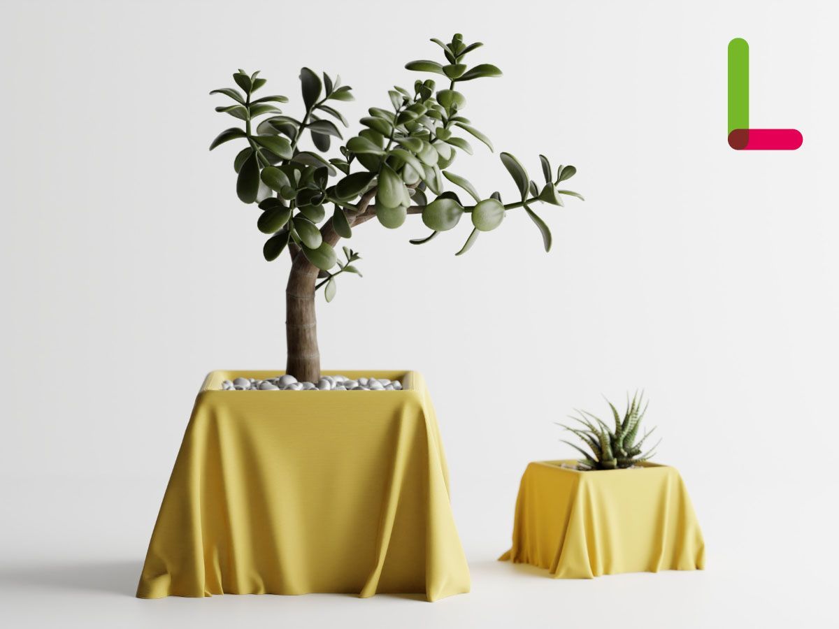 【B級品 】希少 ドラセナ ビクトリアーナ ヴィクトリア ビクトリア 観葉植物 ドラセナ：フラグランス ビクトリア 5号鉢植え の通販 | 園芸