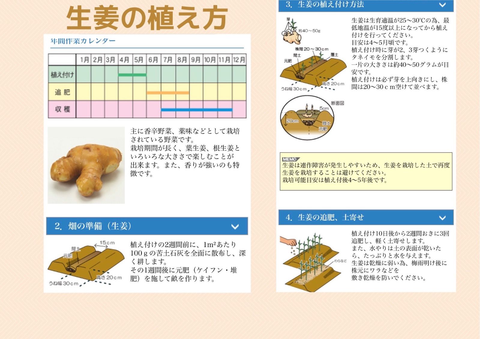 大きな生姜種‼️芽が出ています‼️15キロ - メルカリ