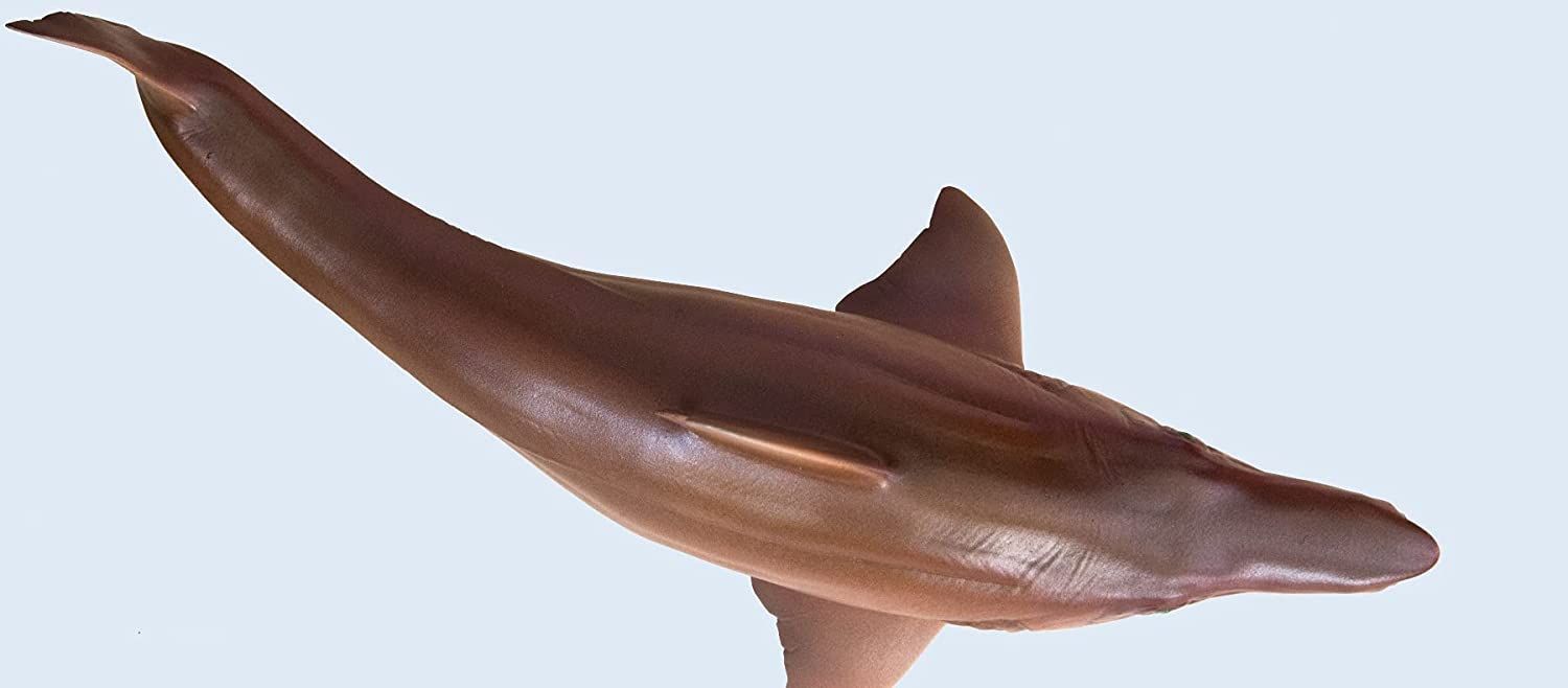 PNSO ヘリコプリオン 魚類 動物 フィギュア おもちゃ プレゼント 模型 Amazon.co.jp: PNSO 成長シリーズ ヘリコプリオン 魚類 動物