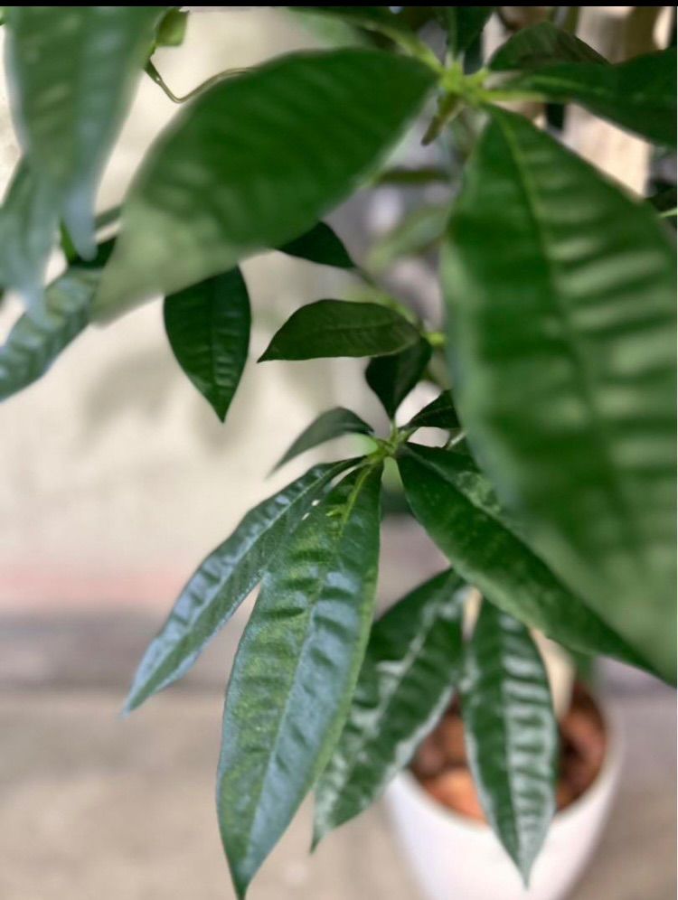 光触媒 人工観葉植物 ウォールグリーン フェイクグリーン パキラ