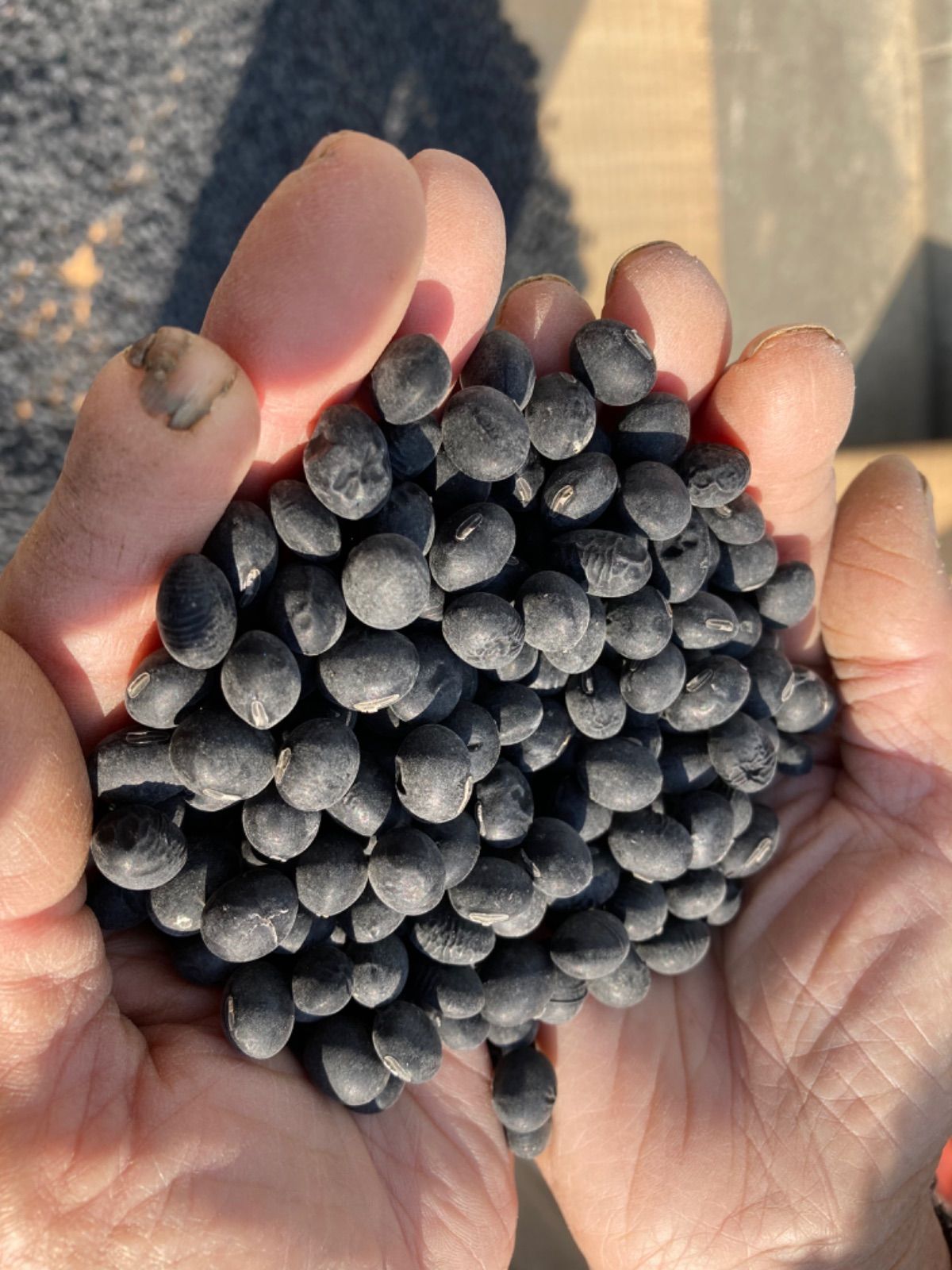 221 関東圏対応 冷蔵庫 小型 中型 右開き 200L強 美品 保証込 大人気