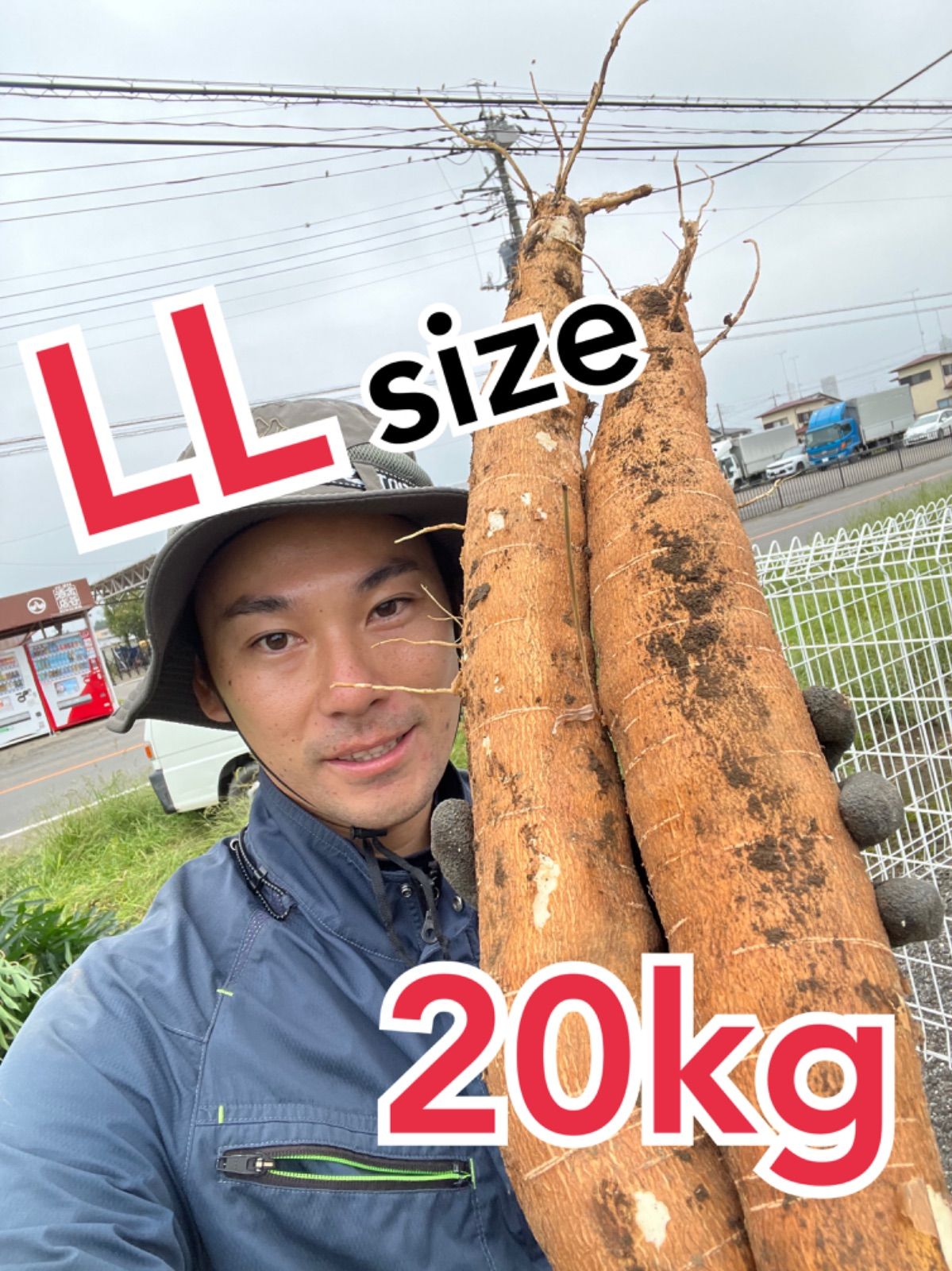 キャッサバ芋 LLsize 20kg mandioca yuca