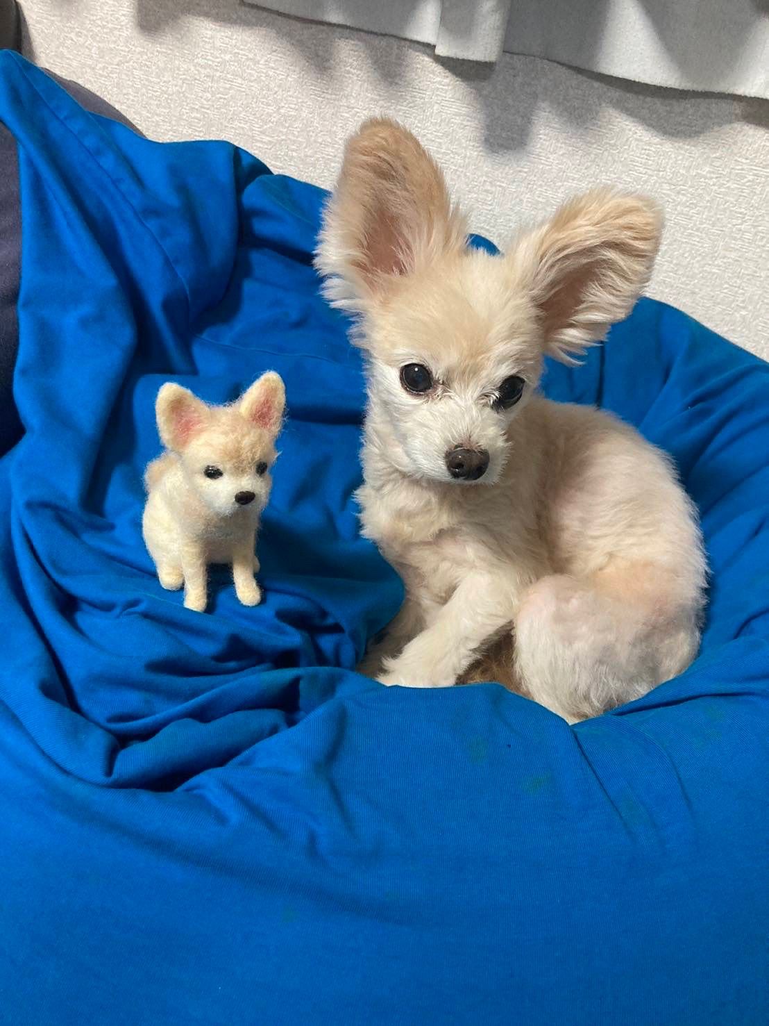 オーダー可》うちの子オーダー 手のひらペット 羊毛フェルト