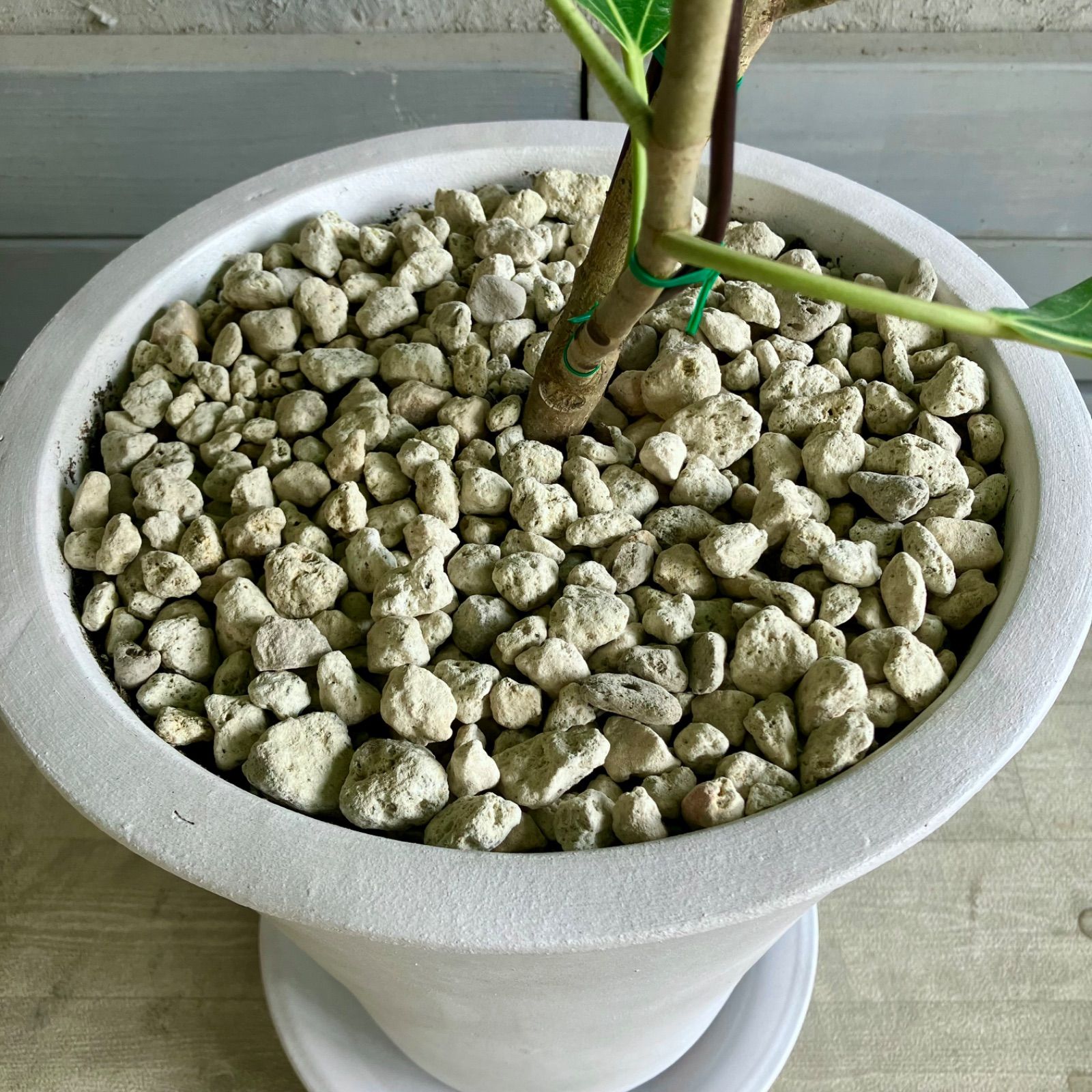 みたらち様専用 大型 美形 曲がり仕立て フィカス アルテシマ 9号