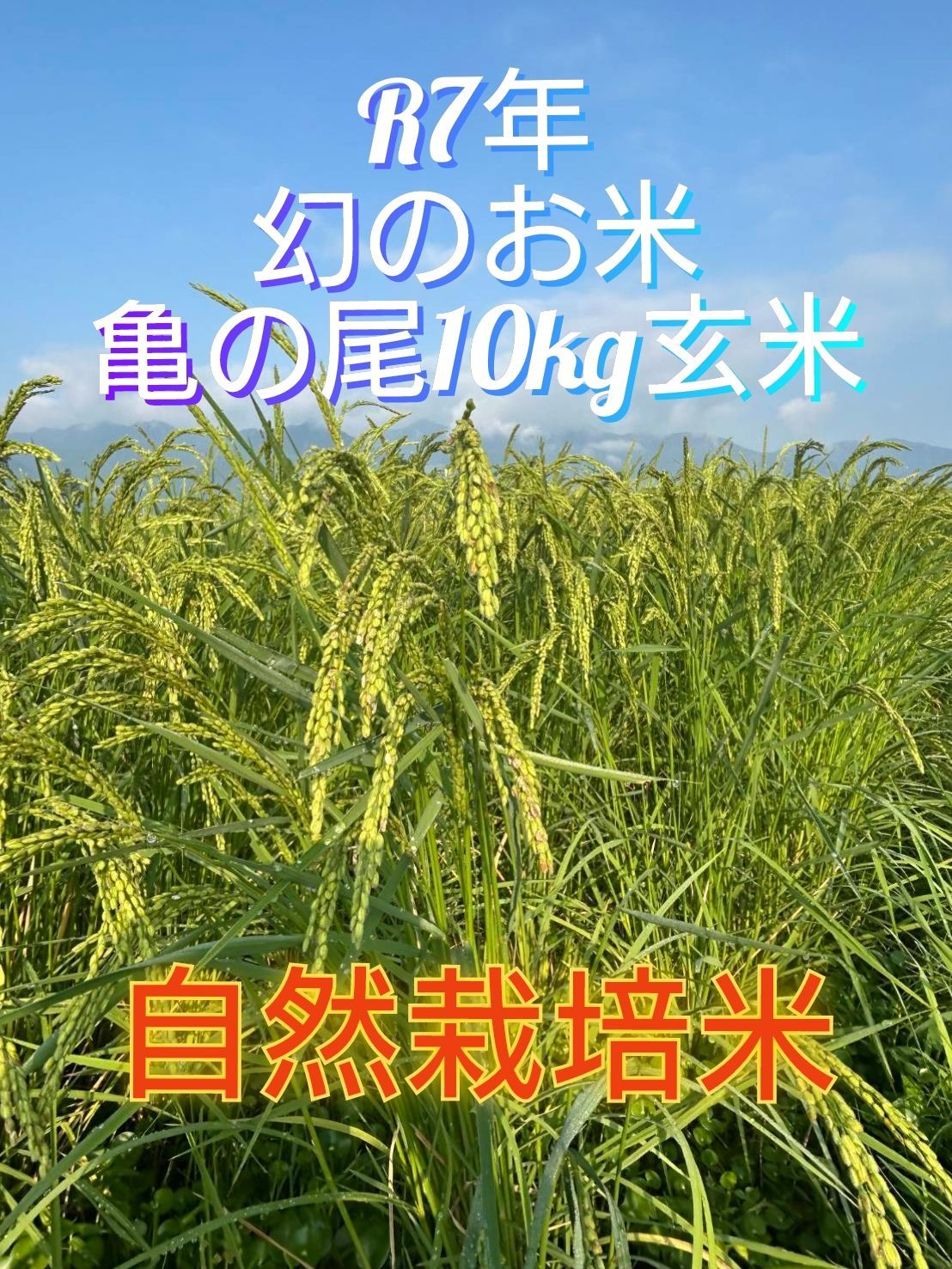 令和7年 自然栽培米 亀の尾10kg玄米 ショップ 亀の尾