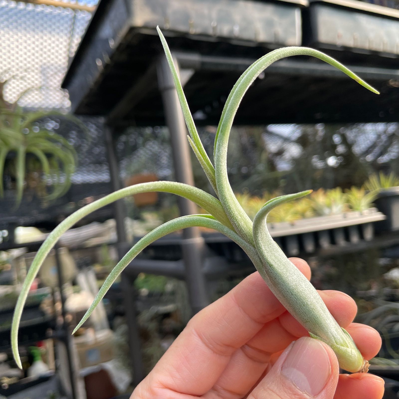 チランジア インターメディア Tillandsia intermedia＊エアプランツ