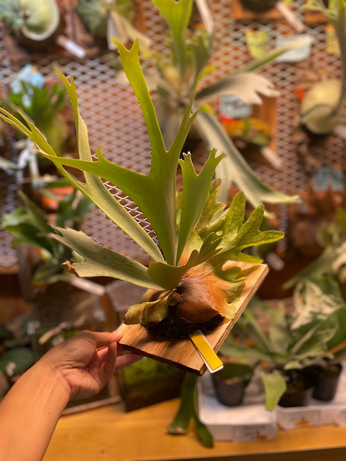 ビカクシダ ウィリンキーマイアミタツタspore P.Willinckii Miami tatsuta spore YUZUMIYA_COM