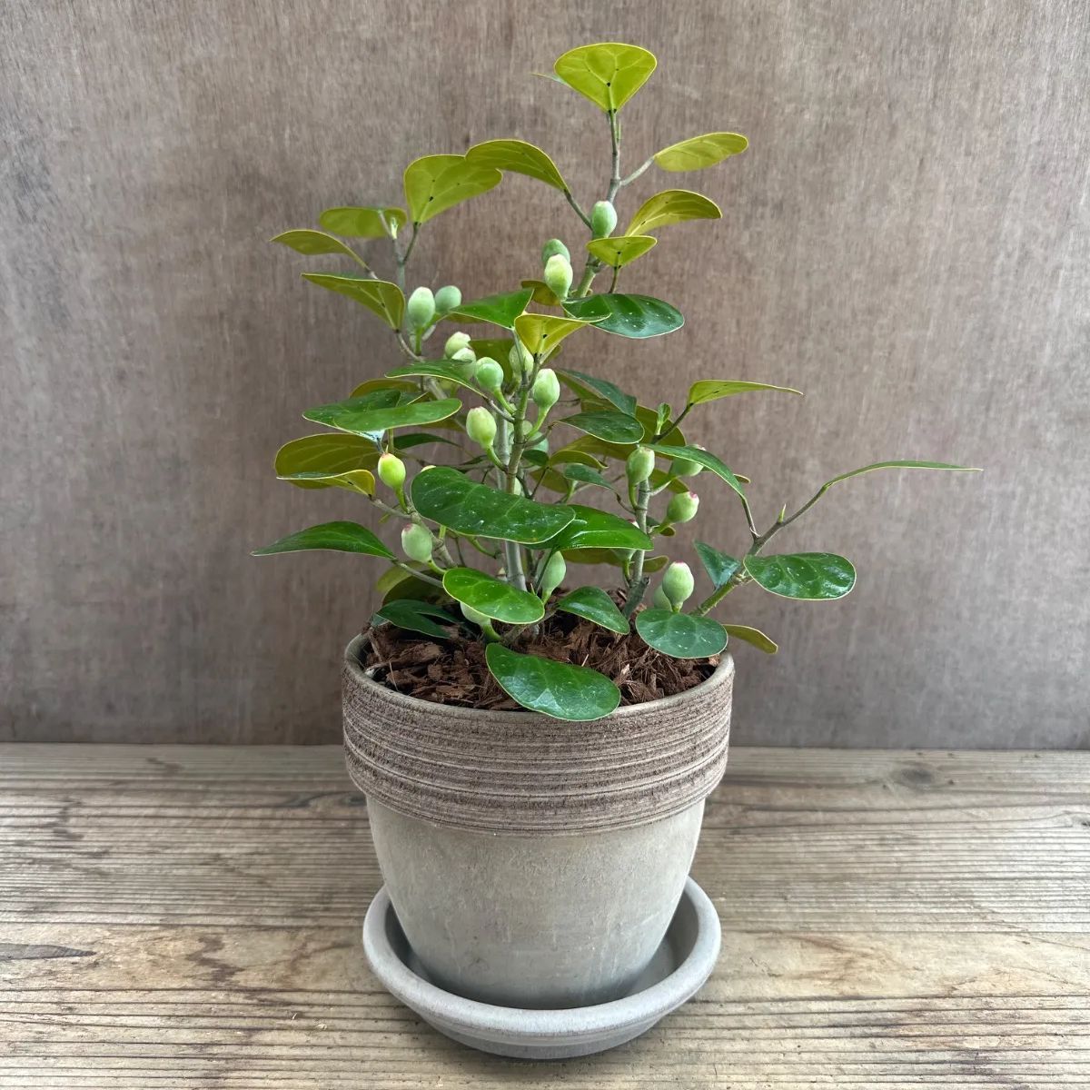 フィカス ゴールドコイン 鉢皿付き