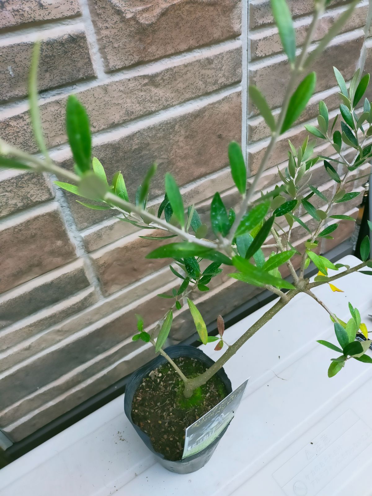 オリーブの木 レア品種 ペンドリノ オリーブの木 souju 「ペンドリーノ