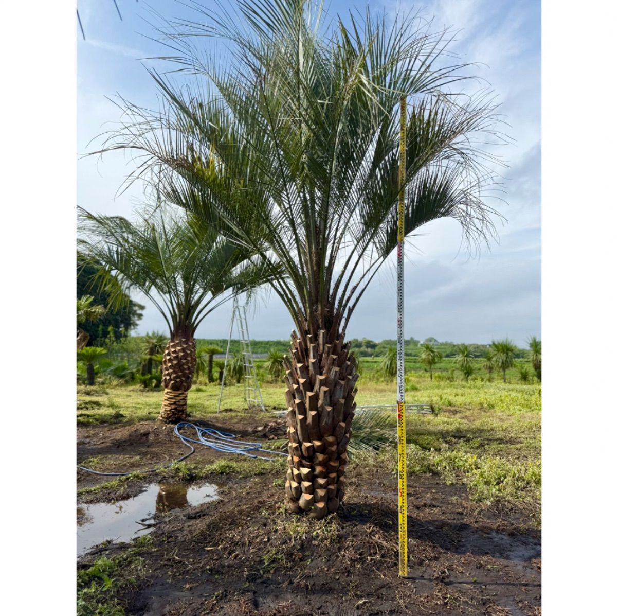 限定株】ココスヤシ🌴 幹周り160cm／葉張り3.5mクラス✨ 南国ガーデン