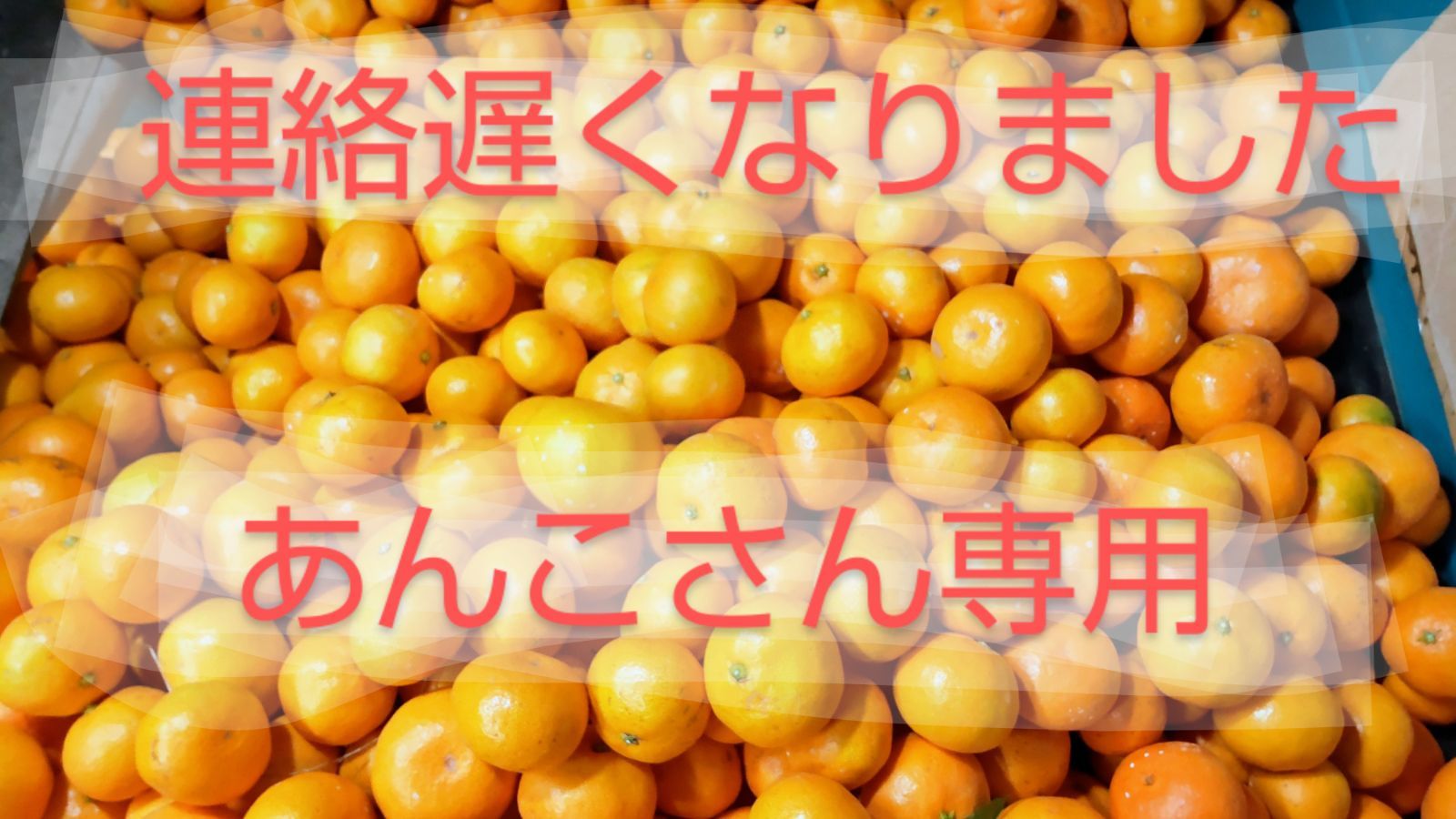 香茸　乾燥　120g みかんさん専用 香茸 乾燥 120g みかんさん専用 食品 香茸 【公式通販】