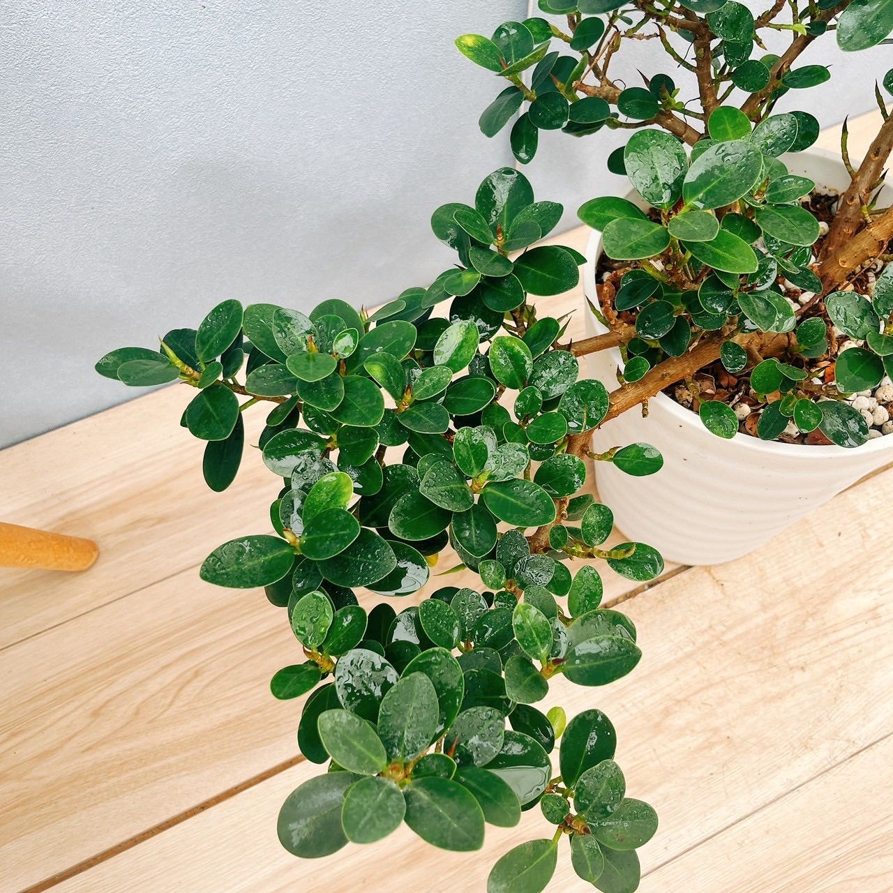 現品］【希少】50番T パンダガジュマル 7号 観葉植物 室内 レア