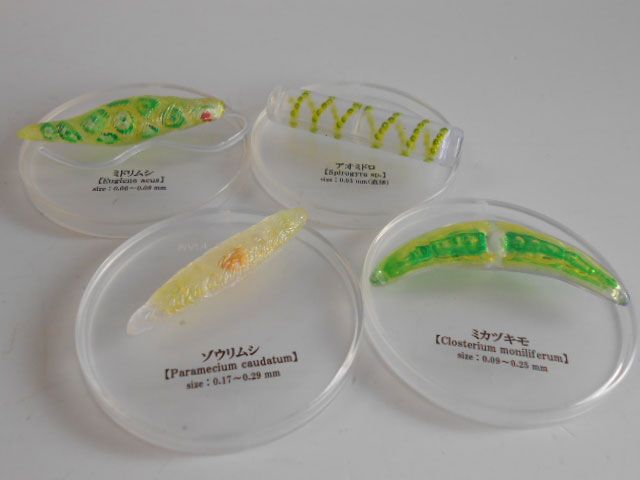 ♯Jzi17CZ不思議生物大百科極小の共存者微生物シークレット入6種