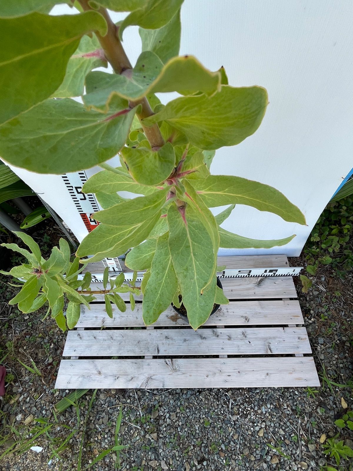 プロテア 6号 エキシミア☆蕾付き - メルカリ