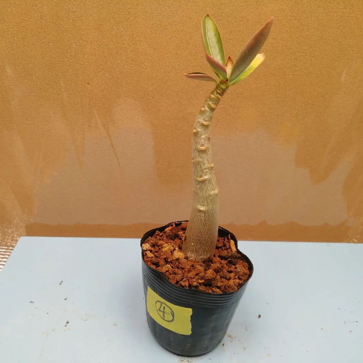 アデニウムタイソコトラナム中株抜き苗1株(鉢は付きません)プランツ 