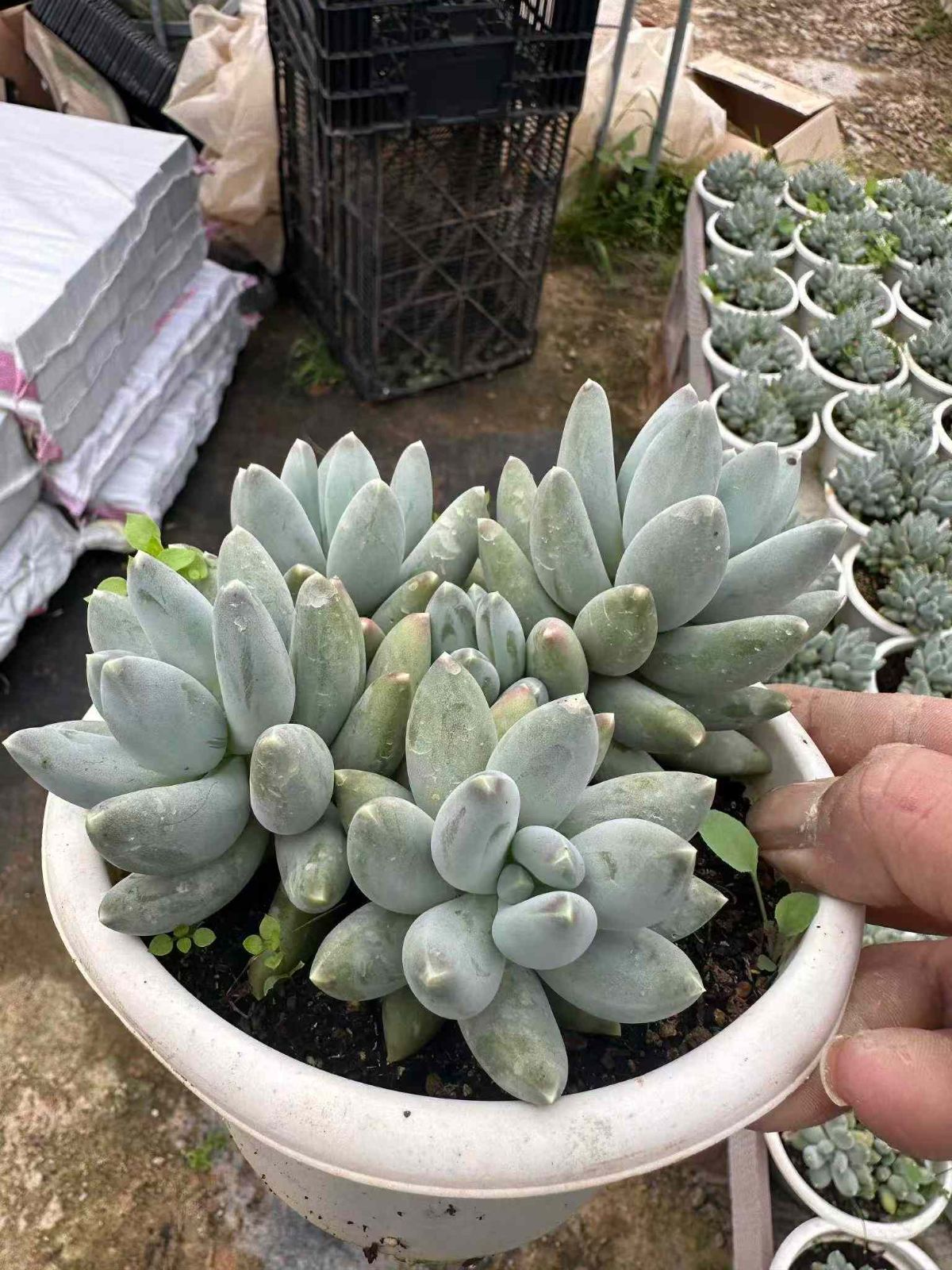 ZAN20×12 ホシゾラビジン