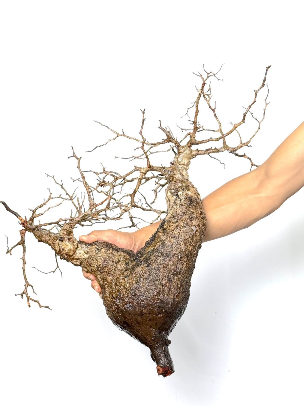 A99 Maison de Madagascar オペルクリカリア パキプス ベアルート株 マダガスカル選抜 Operculicarya pachypus パキプス コーデックス