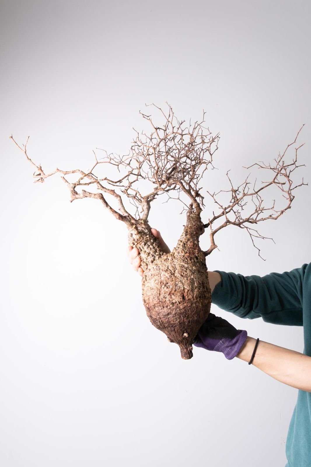 MP173 オペルクリカリア パキプス コーデックス ベアルート株