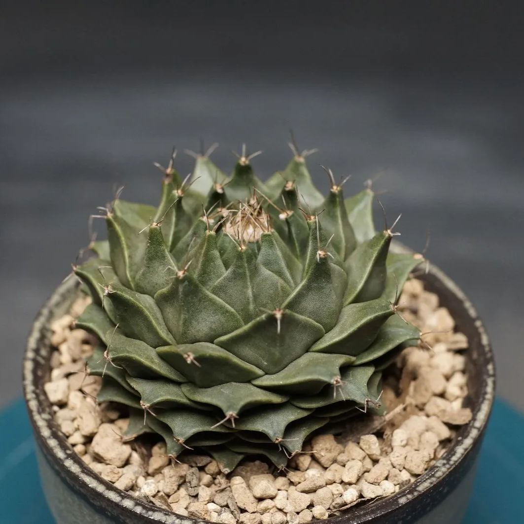 denegrii