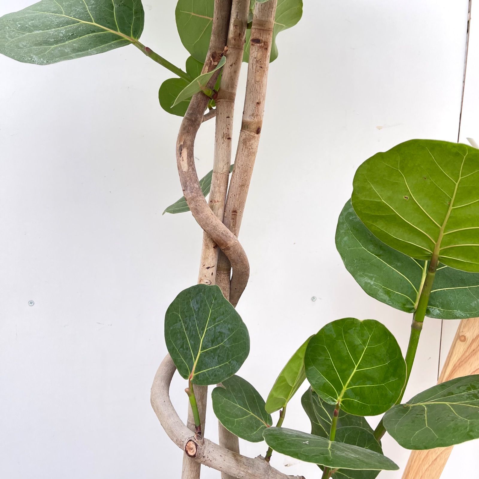 シーグレープ 曲がり 2【現品】観葉植物 大型 - メルカリ