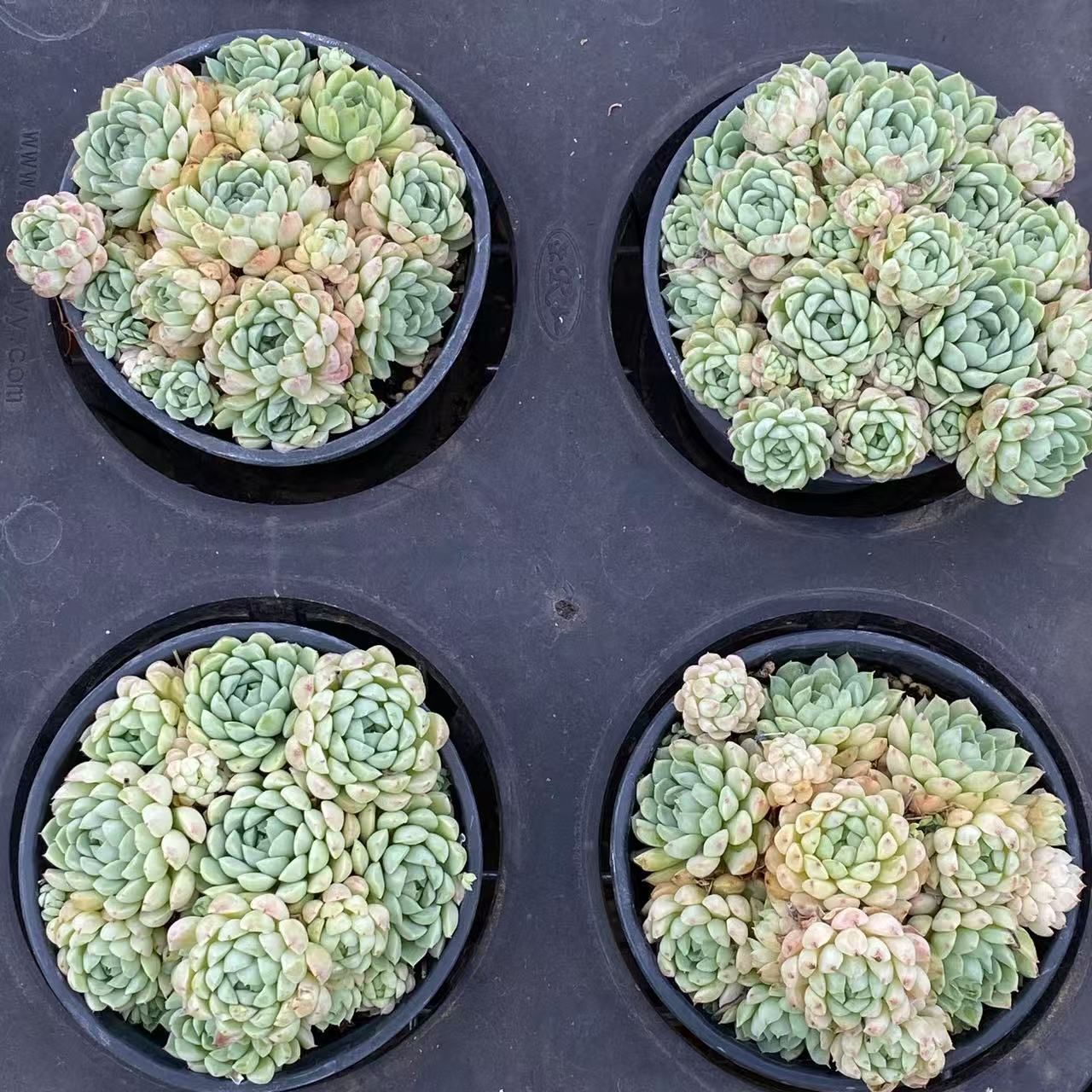 銀*丞様 B1508-4 ×16苗アエオニウム系 フェンカ 抜き苗 多肉植物 エ 銀*丞様 B1508-4 ×16苗アエオニウム系 フェンカ 抜き苗 多肉植物