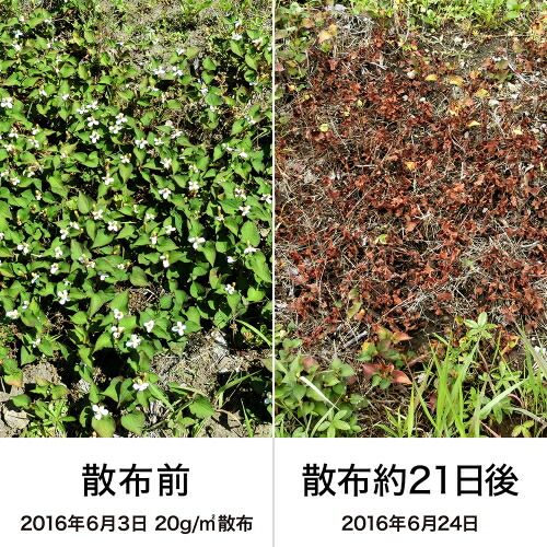 レインボー薬品 ネコソギWクイック微粒剤 600ｇ 25個セット STEELWINDOWSANDDOORS_COM