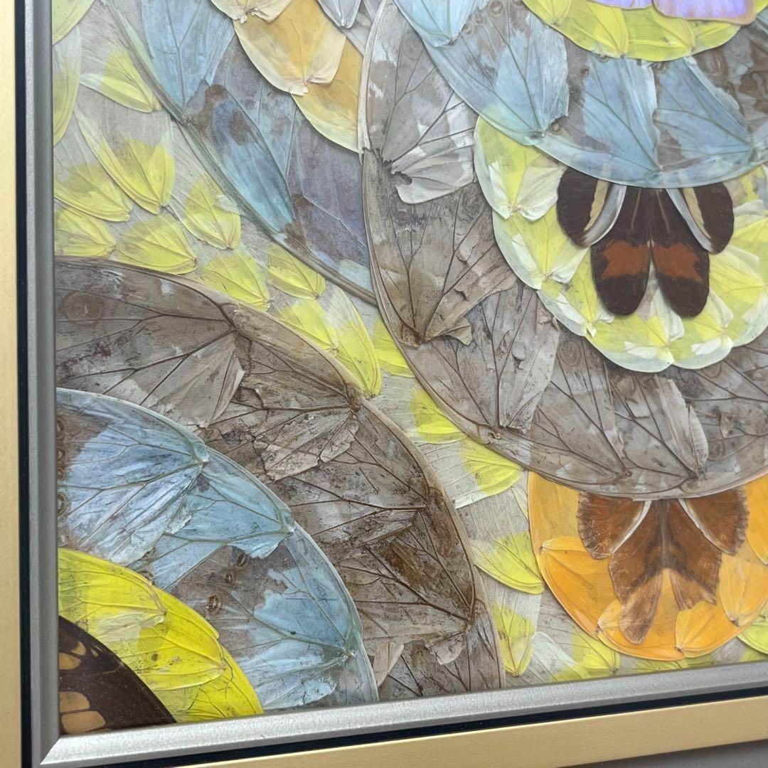 き9 モルフォ蝶 額装 インテリアアート作品 羽絵 蝶の羽アートパネル