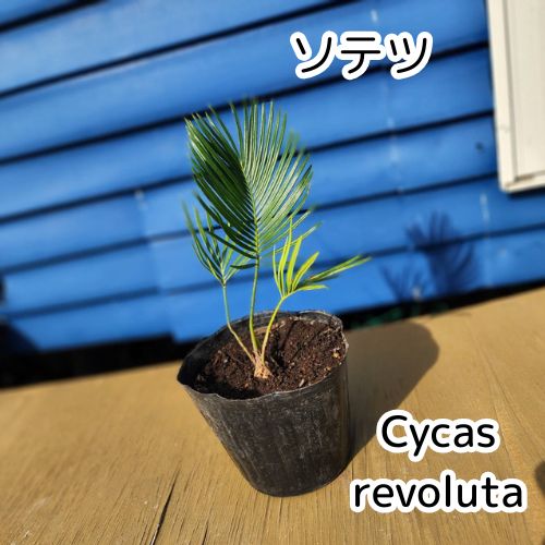抜き苗発送】実生苗 ソテツ 蘇鉄 Cycas revoluta 2025-4-27-cr2 - メルカリ