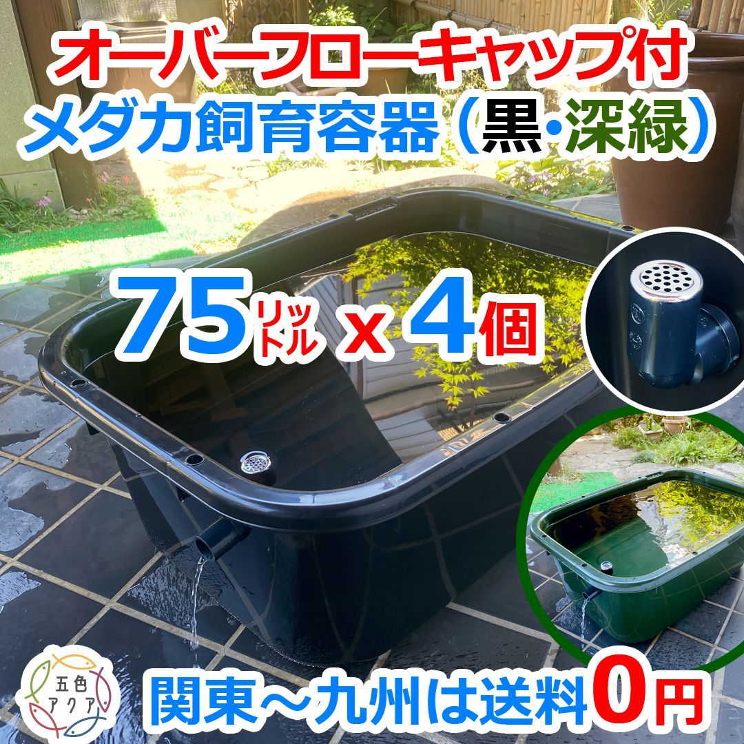 新仕様】メダカ飼育ケース 56㍑x5個 白黒灰選択可 オーバーフロー加工