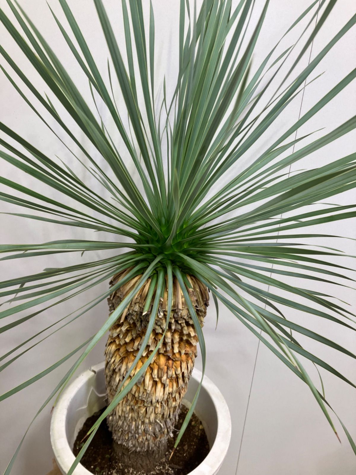 ユッカ・ロストラータ 尺鉢 ドライガーデン 庭 観葉植物