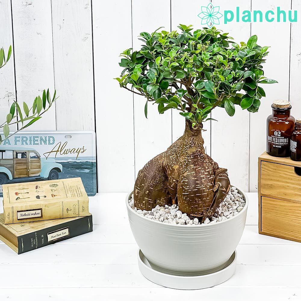 PLANCHU 観葉植物 ガジュマル 太幹大株 8号平鉢 受け皿付き 育て