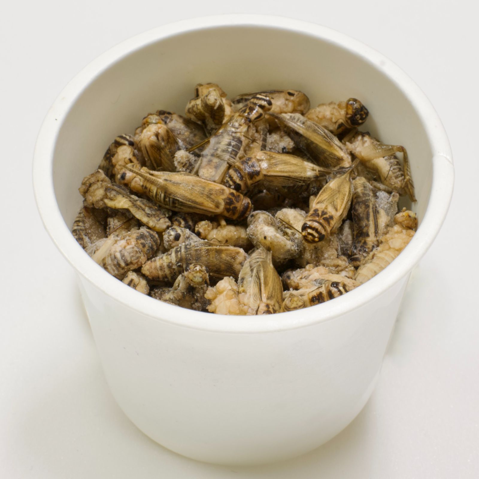 冷凍コオロギL 成虫 1kg 脚除去 み イエコ 冷凍餌 WWW_GEBZETESISAT_COM_TR