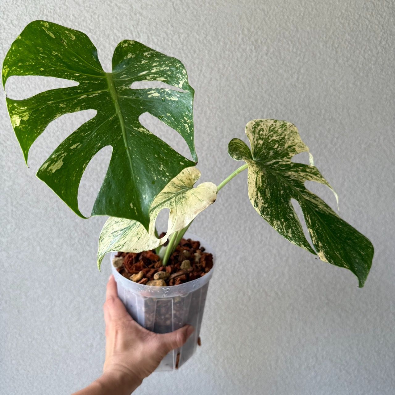 モンステラ　デリシオーサ　ホワイトモンスター モンステラ デリシオーサ ホワイトモンスター(Monstera
