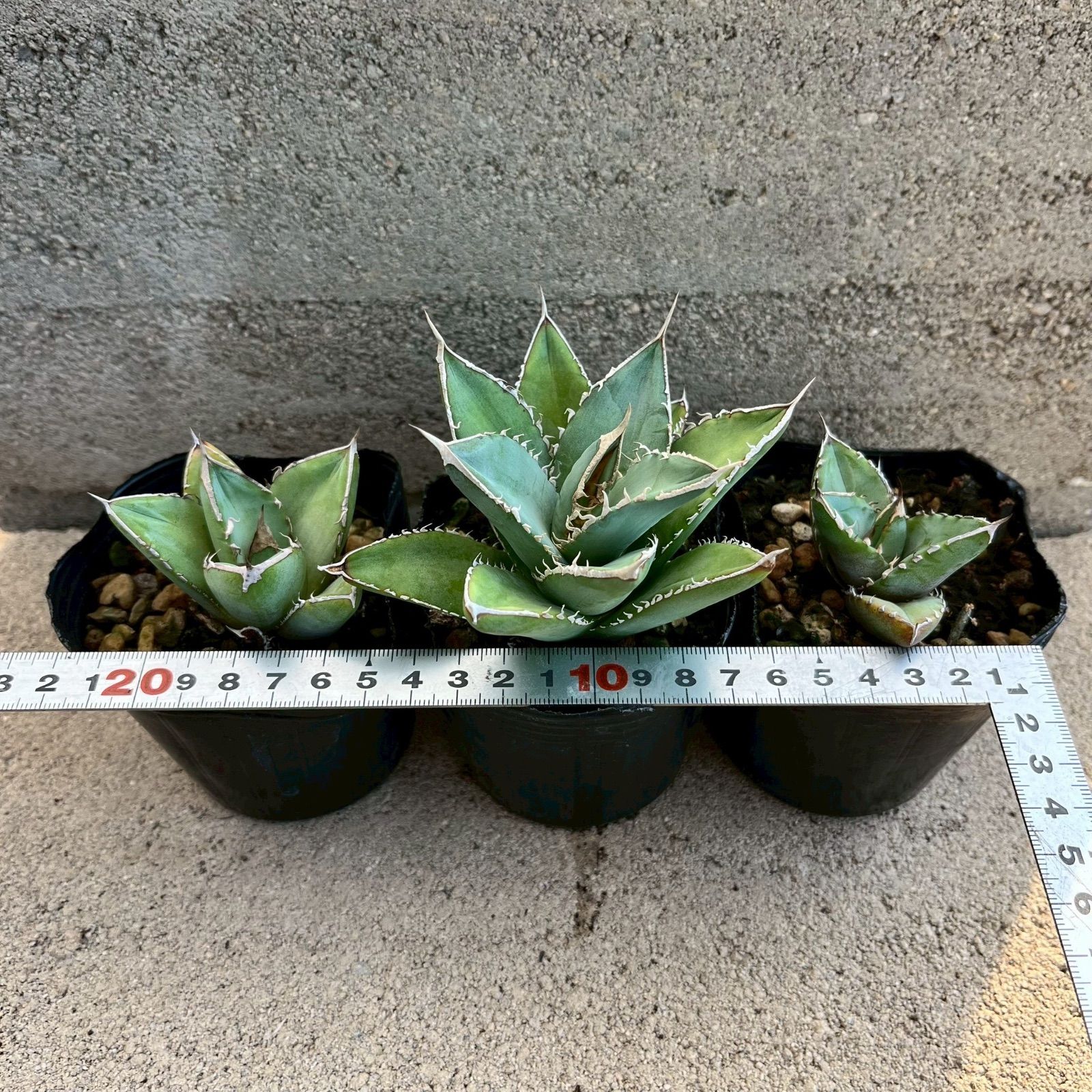 育成の夢を掴む】アガベ オテロイ 実生 3株セット ⑨| 逆転の 育成の夢を掴む】アガベ オテロイ 実生 3株セット ⑨| 逆転の
