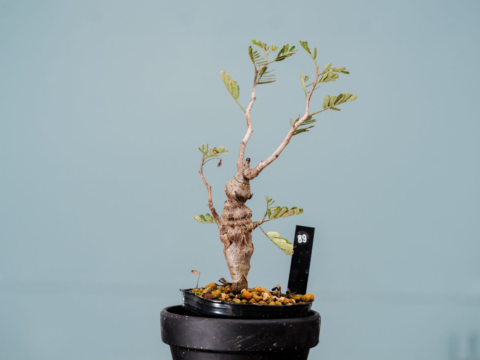 larsson-gekkabijinn様 専用 ３点