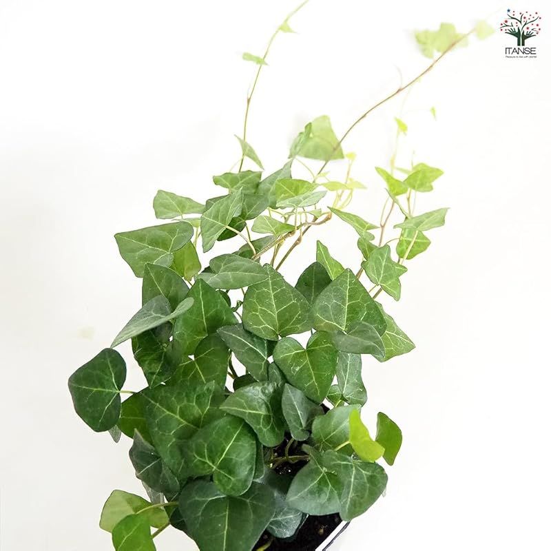 Ivy●葉は5裂片に分かれており 比較