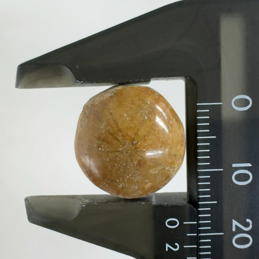 E30464】 人魚が落としたコイン ウニ化石 ウニ 雲丹 うに 化石 サンドダラー カシパン タコノマクラ - メルカリ