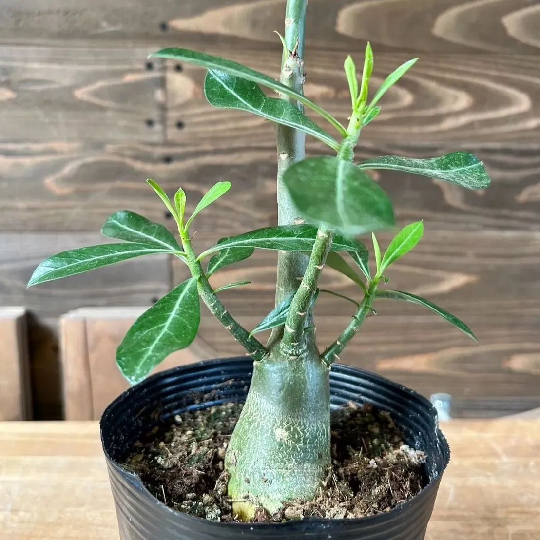 アデニウム ソマレンセ 観葉植物 塊根植物 ビザールプランツ 生活雑貨