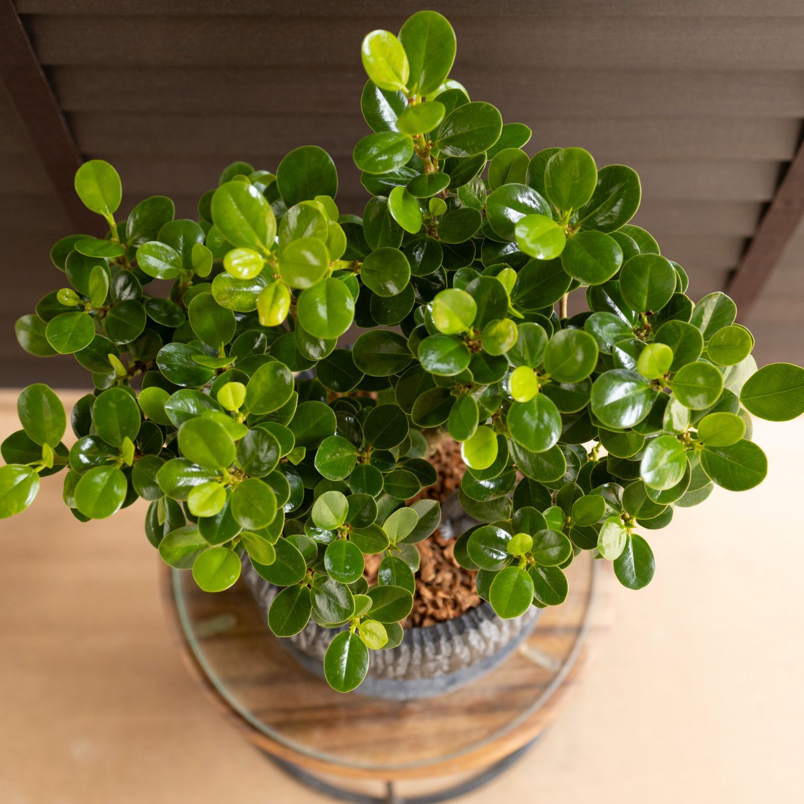 ☆専用☆マフマルバフ 『パンと植木鉢』他、合計7作品 幹太】パンダガジュマル 7号 陶器鉢 ピック付 観葉植物 ガジュマルの木