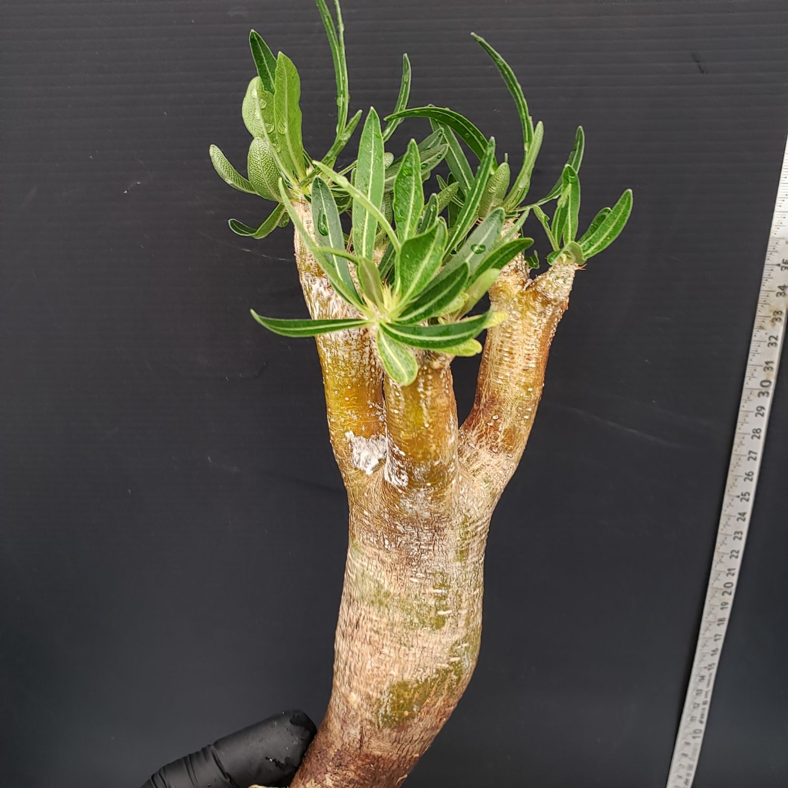 J579【自社養生株】Pachypodium イノピナツム（発根株・現地球