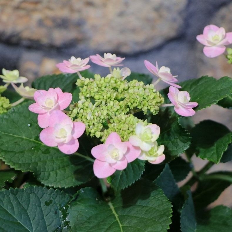 紫陽花苗 八重咲きガクアジサイAー１ - 花