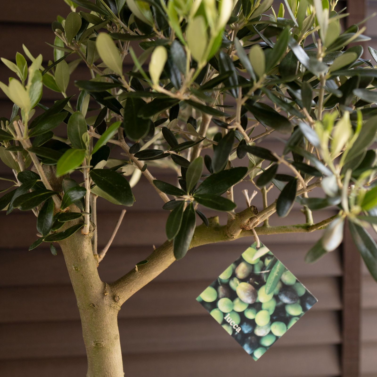 観葉植物 創樹 Olive オリーブの木 盆栽 ルッカ SOUJU Lucca BONSAI