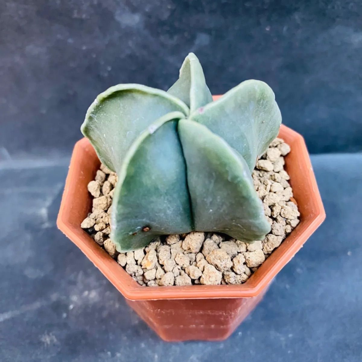 日本最大の 新品 未使用 アストロフィツム 碧瑠璃ランポー 2 植物 観葉植物 Ceccato Com Br Ceccato Com Br