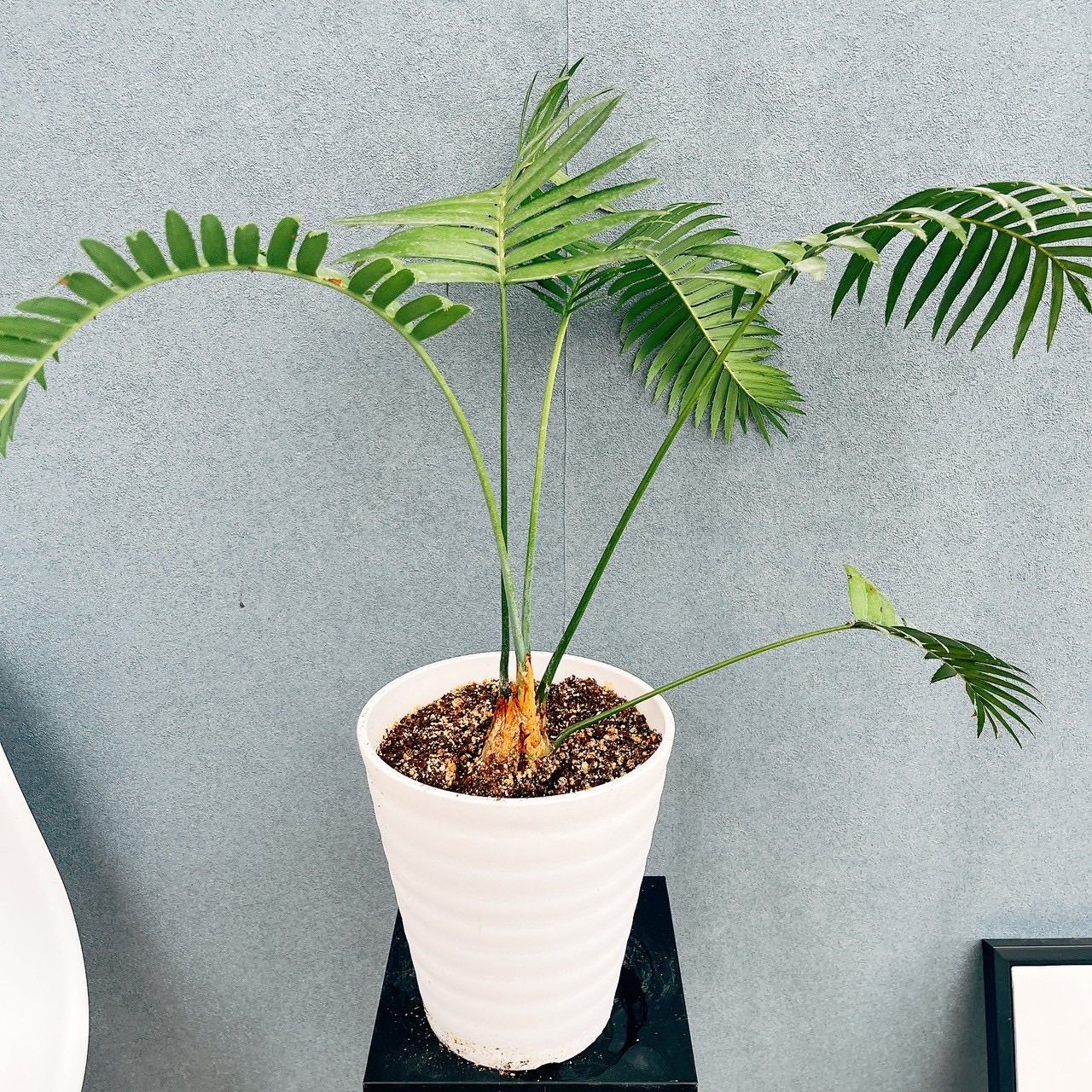 現品］【希少】N1 ディオーンスピヌロスム 7号 観葉植物 レア メキシコ