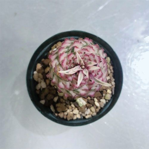 蘇鉄麒麟 斑入り