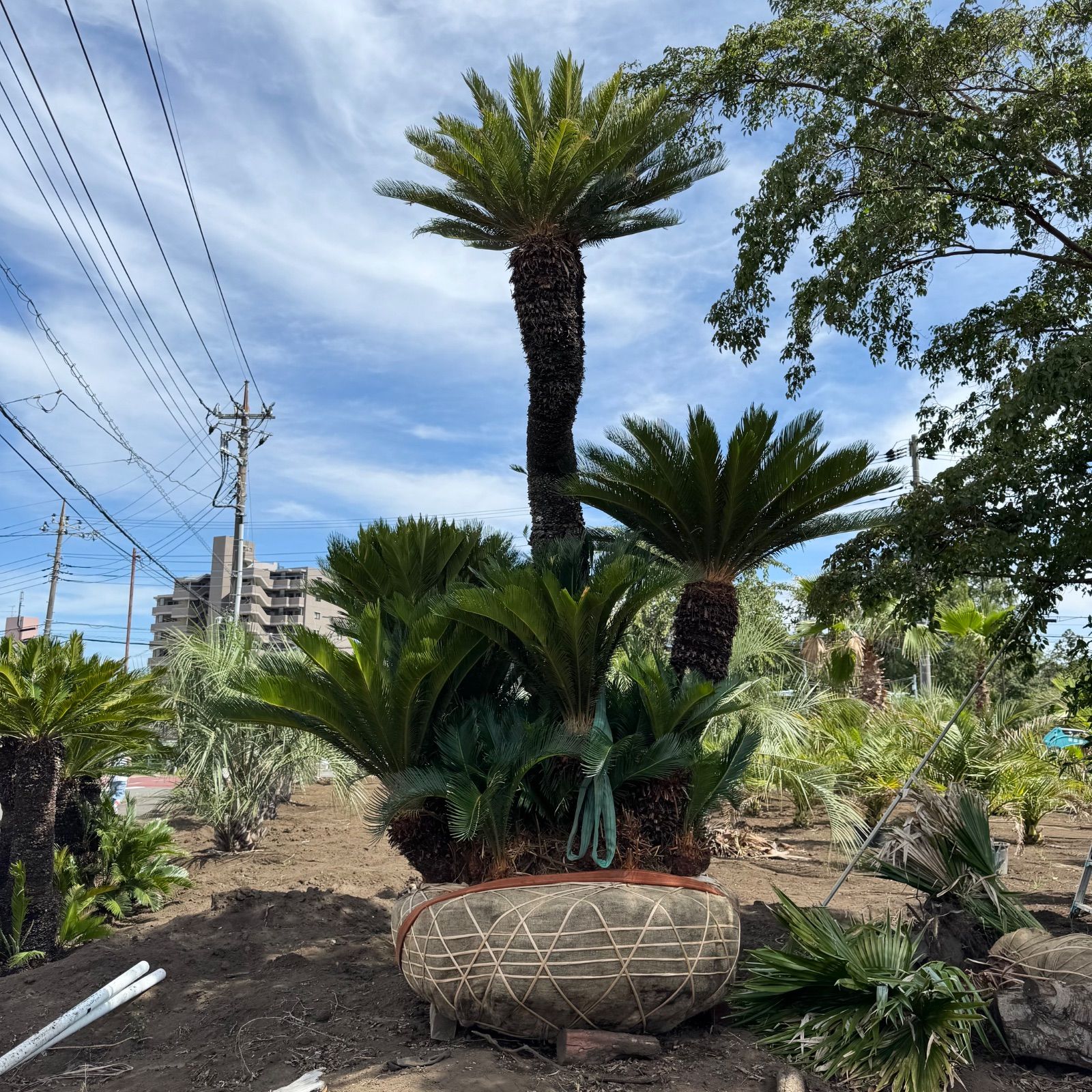 特大ソテツ 特大】4m ソテツ - メルカリ