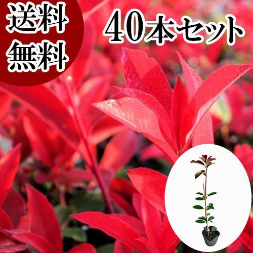 40本セット レッドロビン樹高0.6m前後10.5cmポット