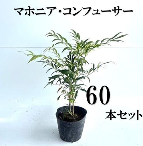 60本セット マホニア コンフューサ樹高0.25m前後15cmポット