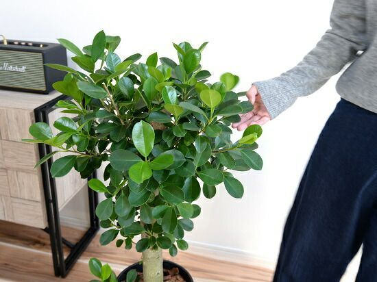 ガジュマル （朴仕立て） 黒色 セラアート 幹の太い 幸福をもたらす